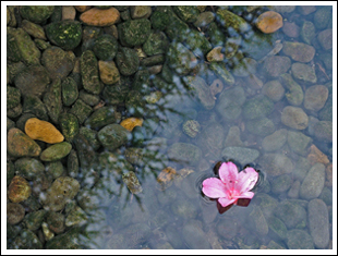 azalea_haiku